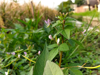 Close-up. Maman lanang plants that grow wild in the fields with blurred natural background.
