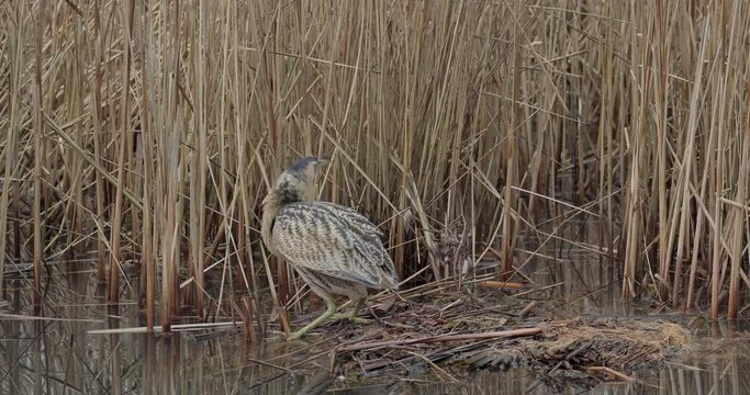 eurasian bittern