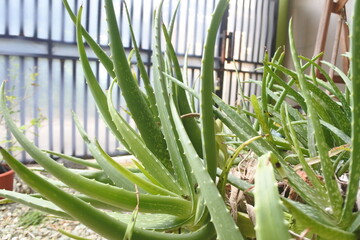 Aloe vera plant in the garden