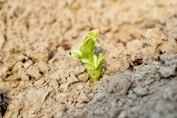 The first leaves of the plant appear in the garden.