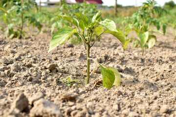 Sweet pepper bush with flowers in the garden.