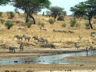 wildlife, zebras, at the bank of the stream in Africa - Powered by Adobe