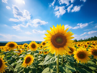 A sunflower field stretching towards the horizon. The weather is hot with clear blue skies.