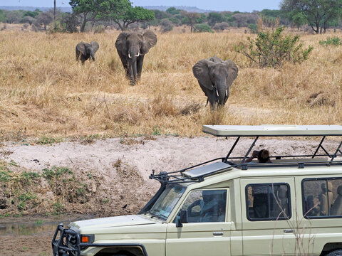 Photography of safari scene. Three elephants are approaching 4x4 car with tourist. 