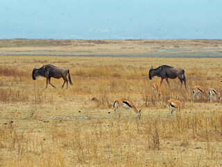 Naklejka na ściany i meble Distant view of gnu's herd in Ngorongoro