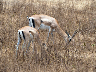 wildlife photography of two impala antelopes - mother with calf. Impalas are staying in yellow dry high grass grazing in african savanna. Yellow, brown, grey and black colors