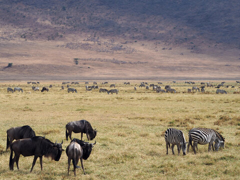 Landscape photography of herd of antelopes and zebras in african savanna landscape. Low yellow grass and brown grey hill in the back