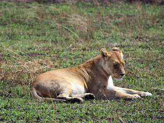 Wildlife photography of lioness lying on the green grass