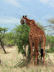 Vertical photo of giraffe feeding on acacia tree, view from back and tail