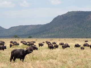 Herd of african buffalos with moutains in the background, grazing in the yellow dry grass