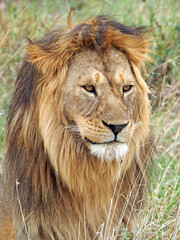 Vertical wildlife photography portrait of male happy lion with mane. Lion is sitting in green and yellow grass, looking straight, his body is turned right on the photo. Lion looks calm and happy.