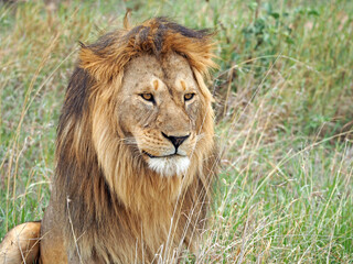 Horizontal wildlife photography portrait of male happy lion with mane. Lion is sitting in green and yellow grass, looking straight, his body is turned right on the photo. Lion looks calm and happy.