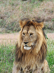 Fototapeta premium Vertical photography portrait of male lion with mane, lion is smiling and looking straight. Sitting in low green grass.