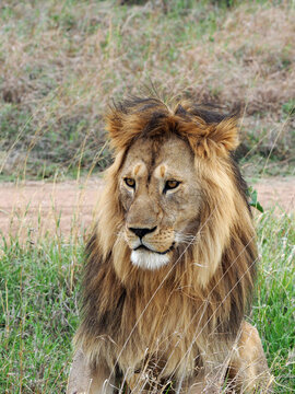 Vertical portrait of male lion with mane, lion is smiling