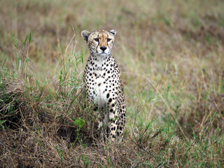 Horizontal portrait photography of cheetah sitting in the grass in savanna looking straight.