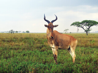 Topi antelope posing to camera, savanna landscape