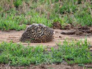 Photography of leopard tortoise hiding in his carapax. Green short grass, light brown soil, patterned tortoise shell.