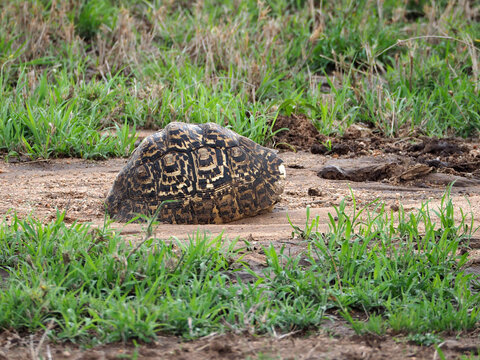 Leopard tortoise hidding in his carapax
