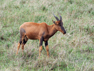 Wildlife photography of wild Topi antelope staying in the grass in savanna in Africa