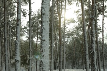 Fototapeta premium Beautiful view of snowy forest on winter day