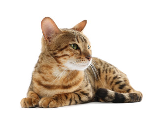 Obraz premium Cute Bengal cat on white background. Adorable pet