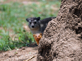 Dwarf mongoose and rock hyrax in the background