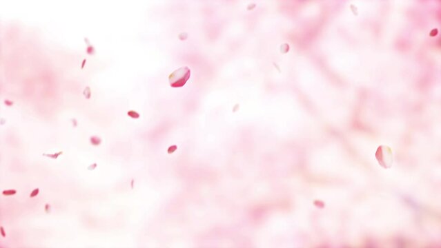 CGで作成した桜の花びらが舞い落ちる背景
