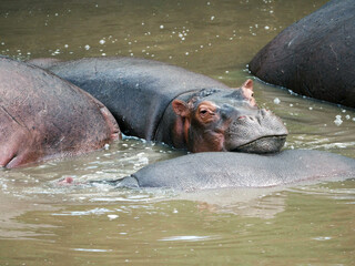 Fototapeta premium Hippopotamus in the pond in Africa