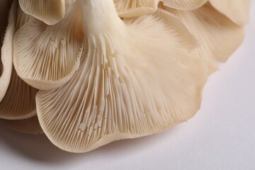 Fototapeta na wymiar Fresh oyster mushrooms on white background, macro view