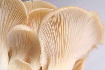 Fresh oyster mushrooms on white background, macro view