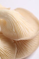 Fresh oyster mushrooms on white background, macro view