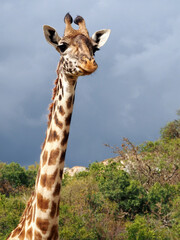 Vertical portrait of giraffe head from the front, clouds and trees in the background