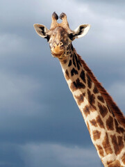 Vertical portrait of giraffe face from the front, dark clouds in the background