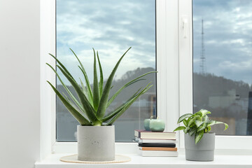 Beautiful potted aloe vera, other plant and books on windowsill indoors