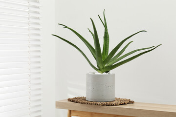 Beautiful potted aloe vera plant on table indoors, space for text