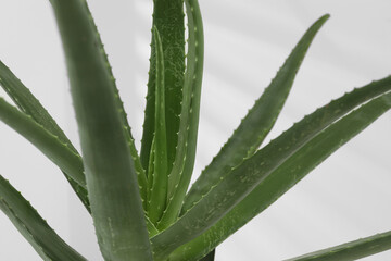 Beautiful green aloe vera plant on white background, closeup