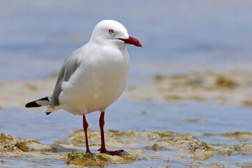 Silberkopfmöwe // Silver gull, Red-billed Gull (Chroicocephalus novaehollandiae) - Neukaledonien