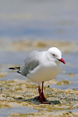 Silver gull, Red-billed Gull // Silberkopfmöwe (Chroicocephalus novaehollandiae) - New Caledonia
