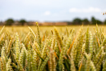 Wheat fields in  Bidford-on-Avon , Warwickshire, England