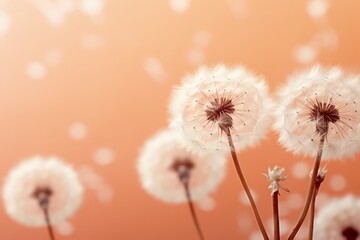 macro of dandelion flower isolated on peach fuzz color background