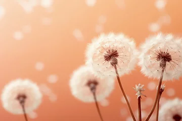 Photo sur Aluminium Photographie macro macro of dandelion flower isolated on peach fuzz color background