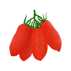 Italian plum tomatoes San Marzano, Illustration cartoon design.