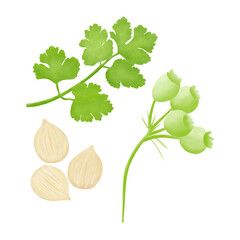 Fresh Coriander seeds illustration with green coriander leaves.