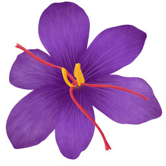 Saffron illustration, saffron flower isolated on white background.