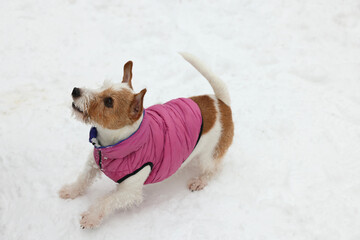 Cute Jack Russell Terrier in pet jacket on snow outdoors. Space for text