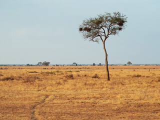 African savanna landscape with single tree over yellow dry grass. Sunset sunrise soft orange yellow...