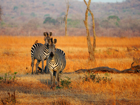 Portrait of two zebras in the grass at sunrise. Soft yellow light, zebras looking straight