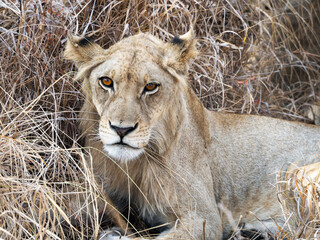 Portrait of young male lion lyoing in tall grass