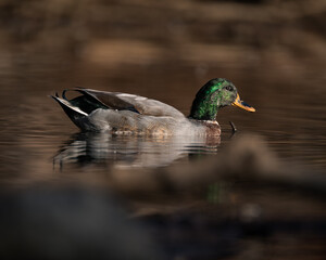 Mallard on a beautiful fall day!