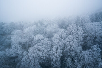霧に包まれる冬の深い森 - obrazy, fototapety, plakaty